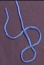 Stevedore Knot Stevedore Knot