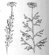 Compass Plant